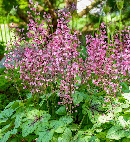 Pink Fizz Foamy Bells | Heucherella 'Pink Fizz'