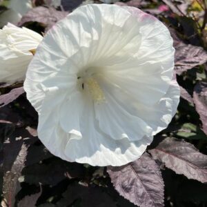 Hibiscus Cookies and Cream single large, tropical-looking white bloom.