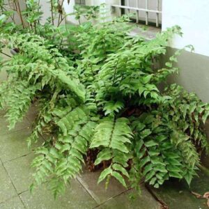 A mature Holly Fern with long, arching fronds.