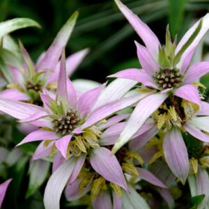 Horsemint colourful flowers and bracts in pink, white, yellow, green and burgundy.
