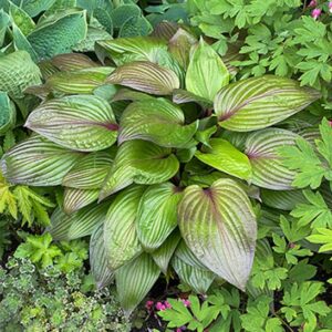 A small Hosta First Blush plant with glossy, green leaves wonderfully blushed with red.