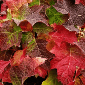 Hydrangea quercifolia Ruby Slippers leathery, fall foliage in deep reds and burgundies.