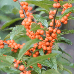 Ilex verticillata Winter Gold lovely orange berries and green leaves on a branch.