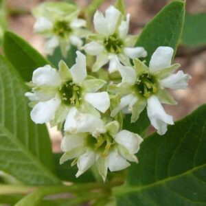 Indian Plum Tree white flowers on the end of branches, surrounded by green leaves.