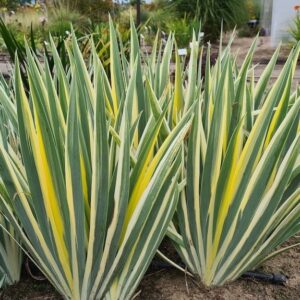 Iris pallida Aureo Variegata plants fan-shaped arrangements of green, white and yellow variegated, blade-like foliage.