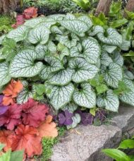 A mound of Jack Frost Siberian Bugloss with silver frosted, heart-shaped green leaves in a stone raised bed.
