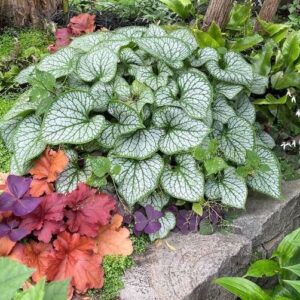 A mound of Jack Frost Siberian Bugloss with silver frosted, heart-shaped green leaves in a stone raised bed.