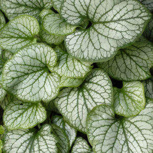 Jack Frost Siberian Bugloss heart-shaped leaves with veined silver frosting.