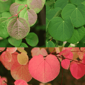 Japanese Katsura Tree leaves through the seasons - reddish-green, green, and red.