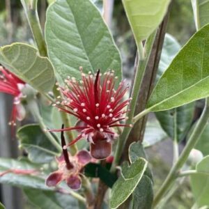 Kaiteri Feijoa Tree flower in red and white.