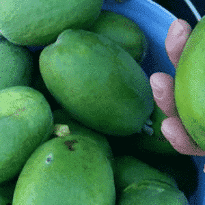 A man holds a large Kaiteri guavasteen in his hand above a large bucket of the fruit.