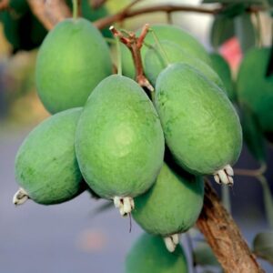 A cluster of green Kaiteri Pineapple Guava plant fruit growing on the tree.