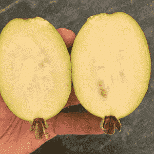 Two halves of a Kakariki Feijoa plant fruit, cut open showing a creamy yellow flesh and green skin.