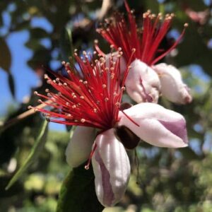 Kakariki Feijoa Plant flower in reds and pinks.