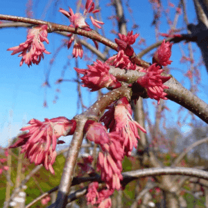 Katsura Tree flowers on the branch - small and inconspicuous in shades of pink.