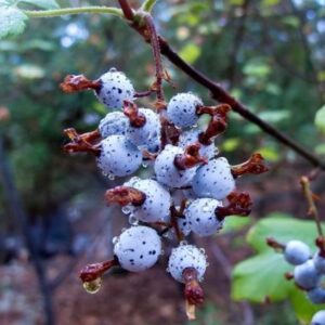 King Edward VII Flowering Currant fruit on the stem.