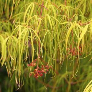 Koto No Ito Japanese Maple elegant, very long leaves.
