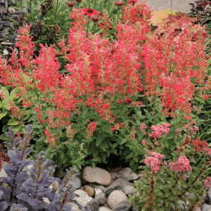 A planting of Kudos Red Agastache plant with tall spikes of red flowers and mint-like foliage.