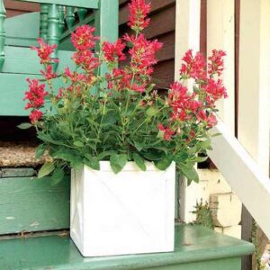 A container of Kudos Red Hyssop plant covered with red blooms, sitting on a porch step.