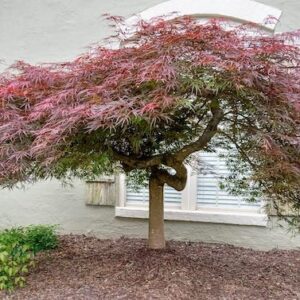 Laceleaf Japanese Maple Tree pruned up to a flat umbrella shape, with lacy red and green foliage.