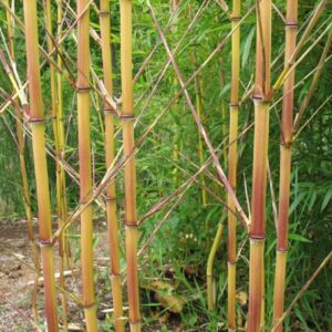 Lama Temple Bamboo yellow culms with cherry red stain on sun side exposure.