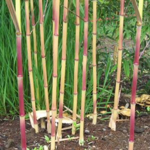 Lama Temple Bamboo stems of bright yellow with a strong red flush from sun exposure.