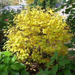 Young Leatherwood tree with yellow fall foliage.