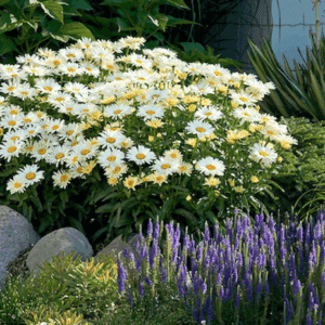 A wonderful swath of Leucanthemum superbum Banana Cream II plants in bloom in a perennial border.
