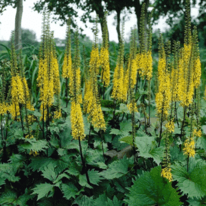 Ligularia Little Rocket tall spires of golden flowers above large leaves with deeply serrated edges.