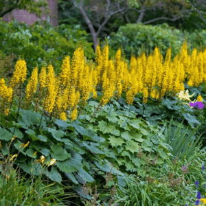 Ligularia plants in a long swath.