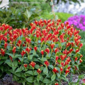 Little Redhead Indian Pink plants with bright, red and yellow tubular flowers.