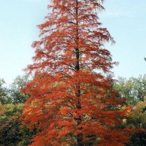 Louisiana Cypress tree with cinnamon coloured fall foliage.