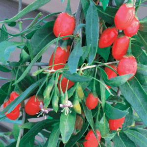 Lycium barbarum PRINCESS TAO 'FPW03' orange red fruits on the stem.