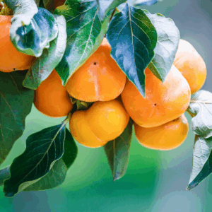 A cluster of plump, Maekawa Jiro persimmon fruits on the tree.