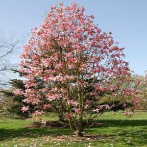 Magnolia Daybreak tree in spring, covered in pink blooms.