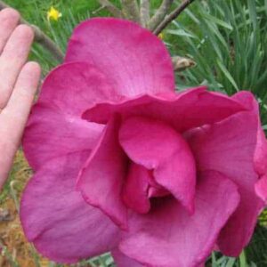 Magnolia Felix huge bloom in deep pink, beside a person's hand, which it dwarfs.
