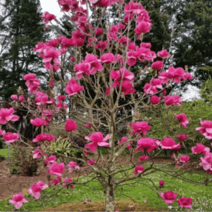 Magnolia Felix blooms in deep pink on a young tree.