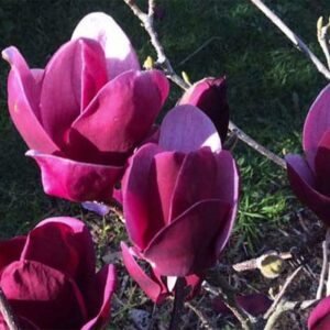 Large, deep pink flowers of the small Magnolia Tinkerbelle.