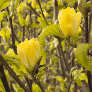 Magnolia × brooklynensis Yellow Bird buds beginning to open.
