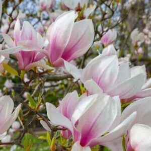 Magnolia x soulangeana pink-pointed white blooms on the branch facing the sun.