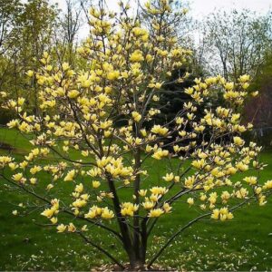 Magnolia Yellow Bird tree covered in yellow blooms.
