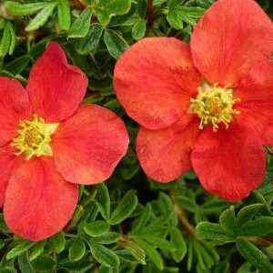 Marian Red Robin Potentilla orange red five-petaled flowers close up.