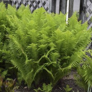 Mature Matteucia struthiopteris fern with upright fronds.
