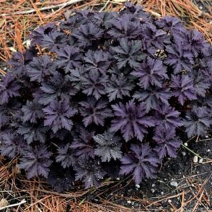 A round, neat clump of Meadow Geranium Boom Chocolatta dark chocolate foliage.