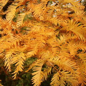 Metasequoia glyptostroboides red needles.