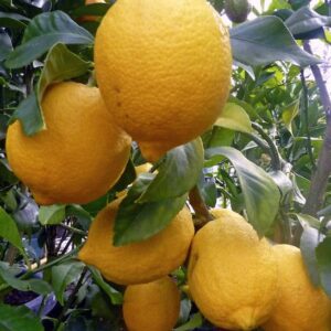Meyer Lemon plant with many lemons on the branch.