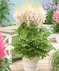 A mound of fresh looking, Milk and Honey Astilbe cut foliage, topped with spires of lovely light pink flowers.