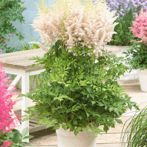 A mound of fresh looking, Milk and Honey Astilbe cut foliage, topped with spires of lovely light pink flowers.