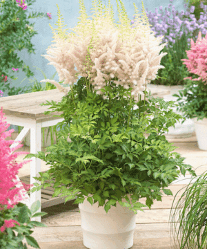A mound of fresh looking, Milk and Honey Astilbe cut foliage, topped with spires of lovely light pink flowers.