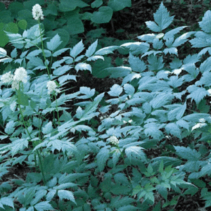 Misty Blue Baneberry planting showing blue green leaves with white flowers.